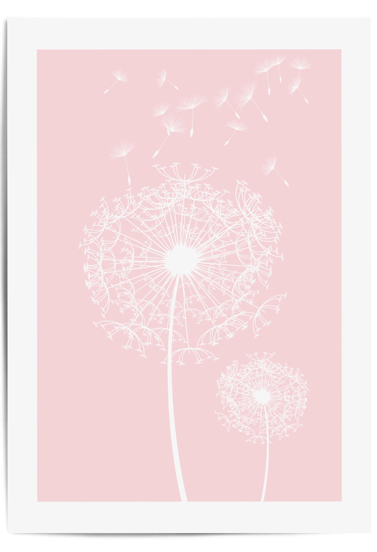 pink dandelion flower wall art print