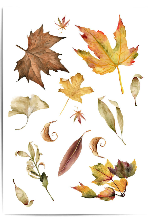 Collection of autumn leaves on a white background