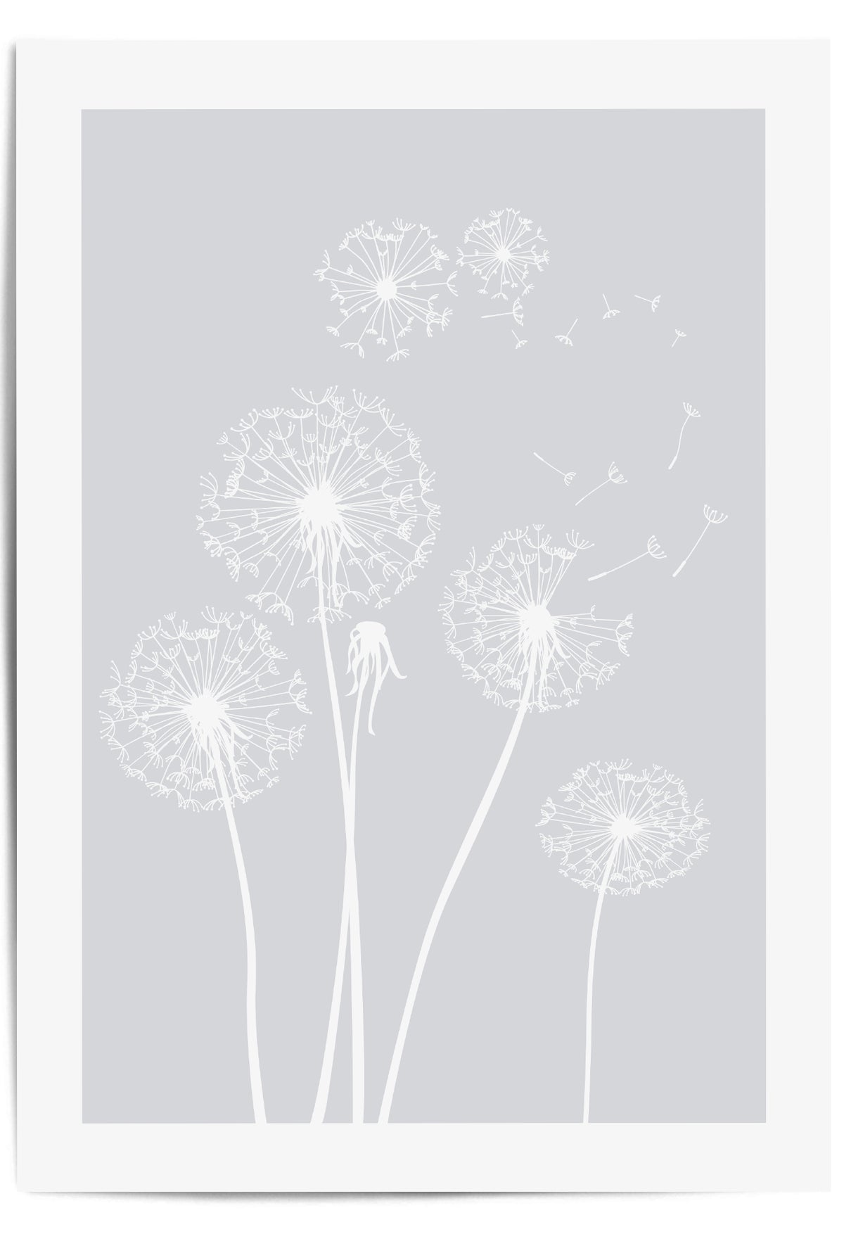 4 dandelion flowers with light grey background grey wall art