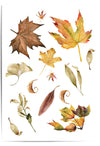 Collection of autumn leaves on a white background