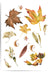 Collection of autumn leaves on a white background