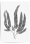 grey fern print poster art