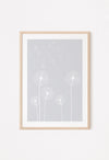 grey dandelion flowers poster decor