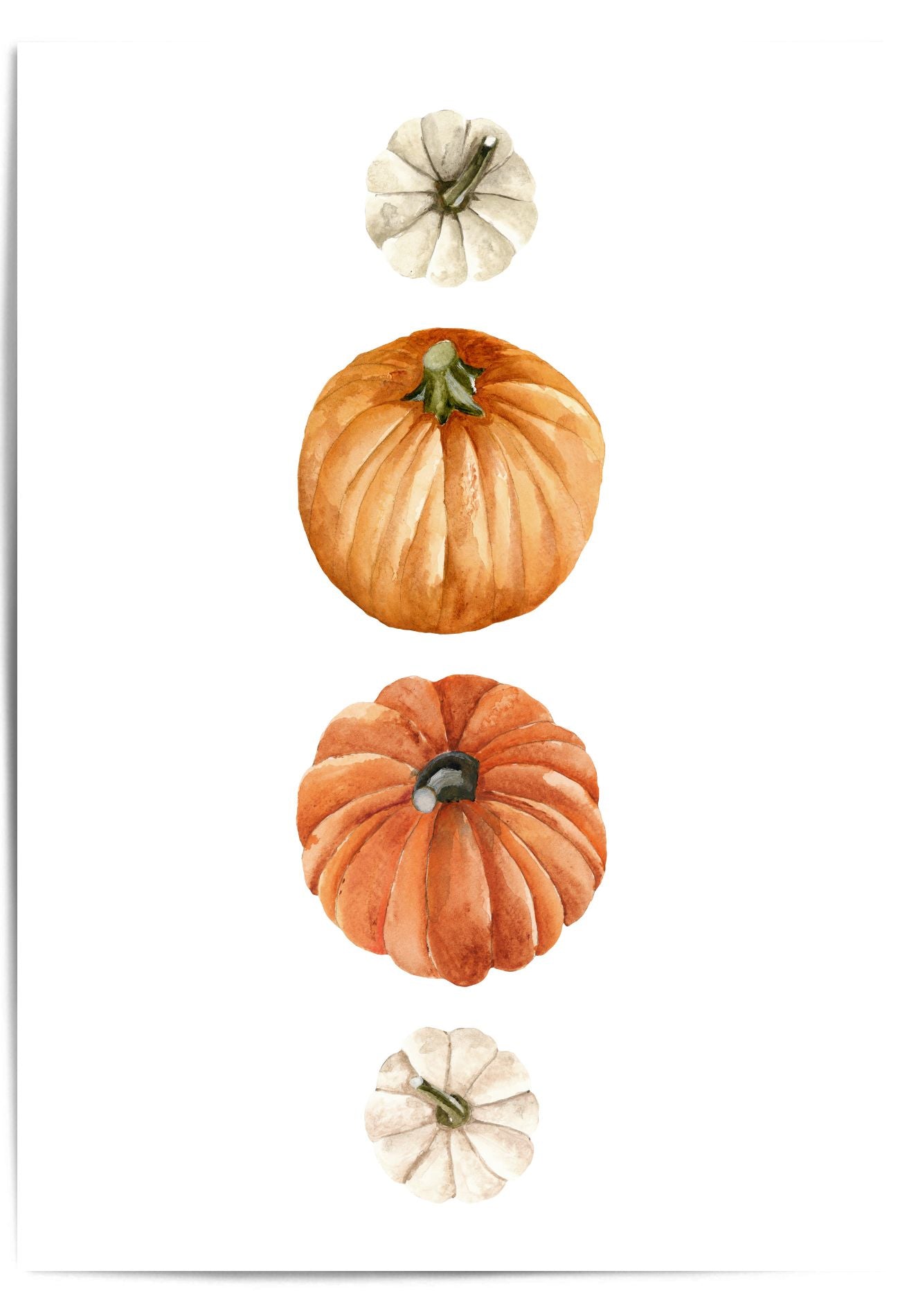 Four pumpkins of different sizes on a white background